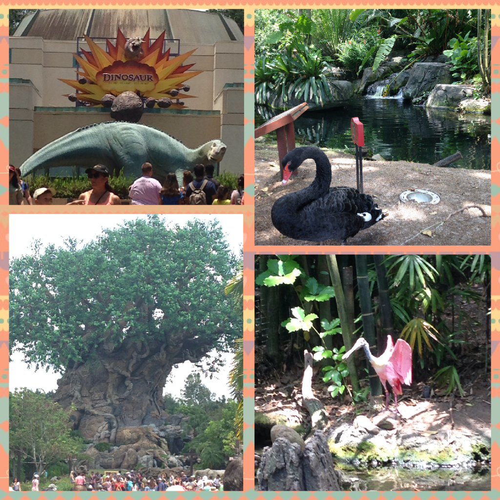 Today we went to animal kingdom! It was my first time going 
