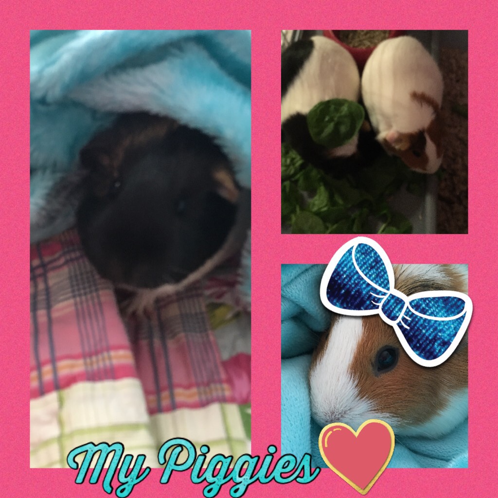 My Piggies are the best
