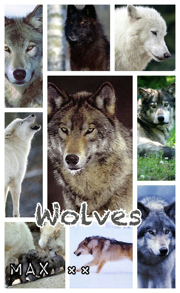 Love my wolves 💙 
-Max ××
