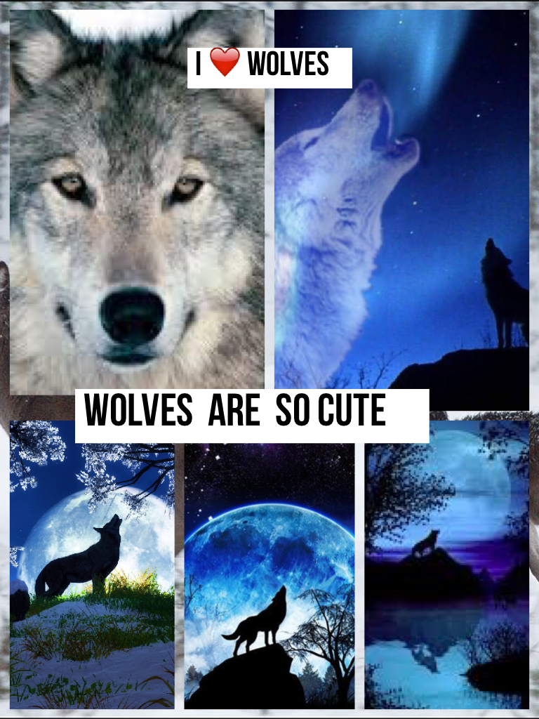 Wolves  Are  so cute.

I ❤️ Wolves.