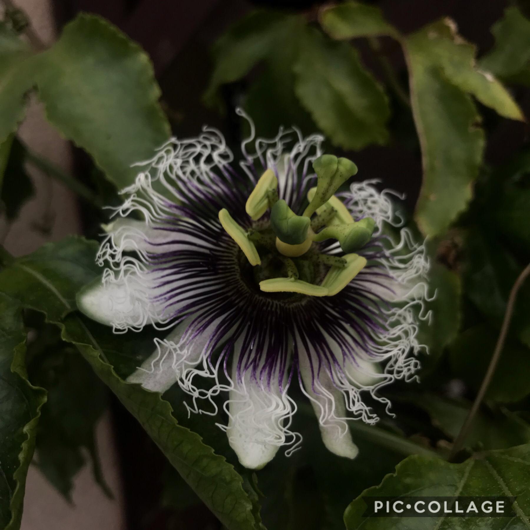 I have 4 exams and todays my last day of school before break. 
Also look at this chinola (passionfruit) flower in my backyard!!! 