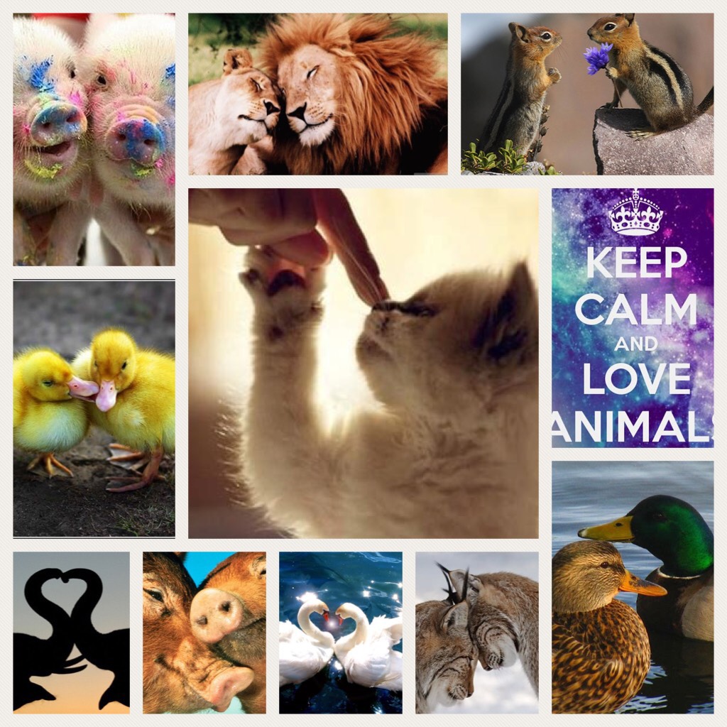 Animal love is the best love you can ever get