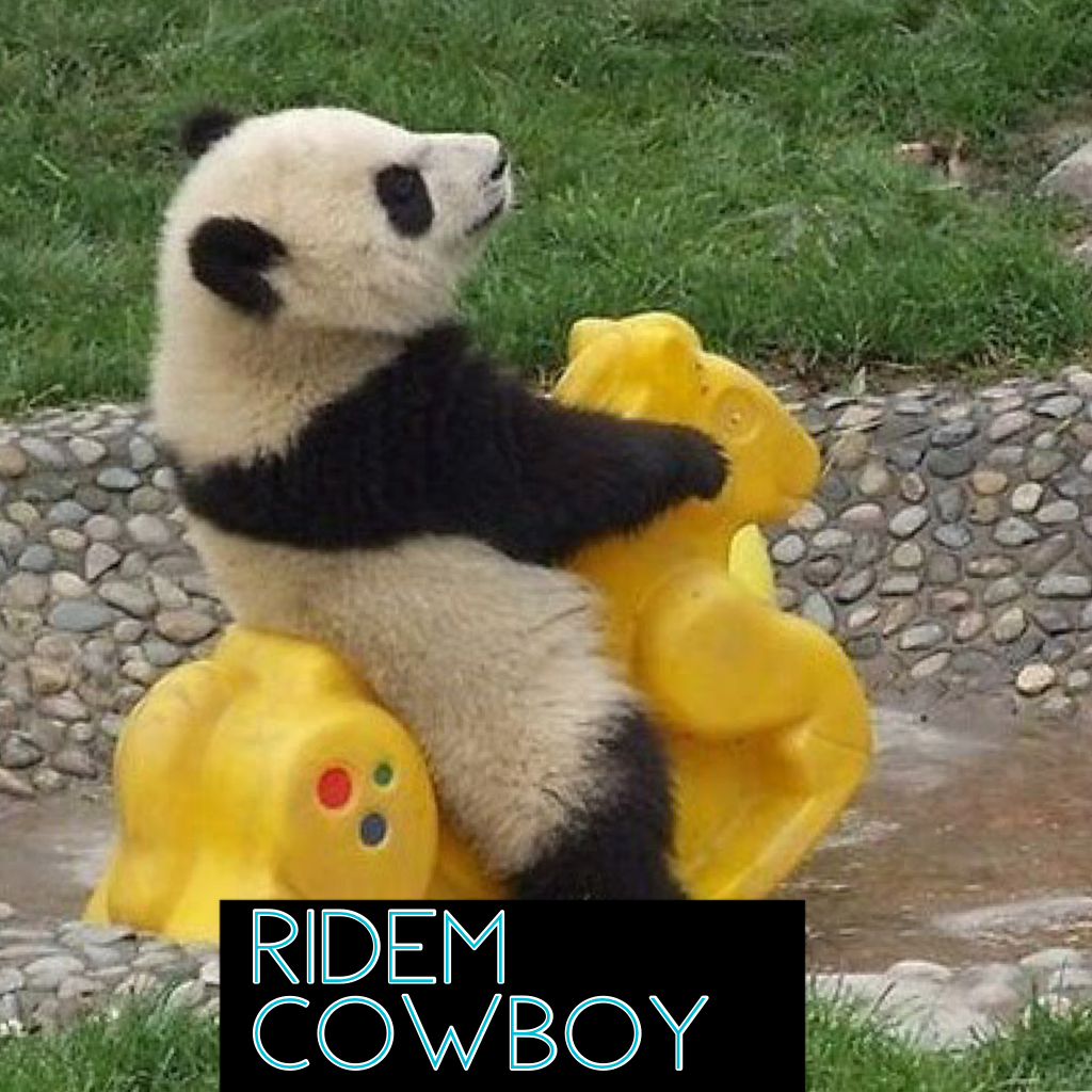 Ridem cowboy the panda who can ride
