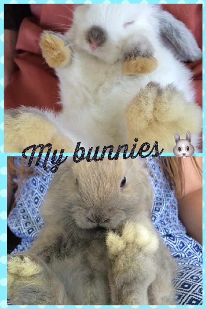 My really cute bunnies 🐰 