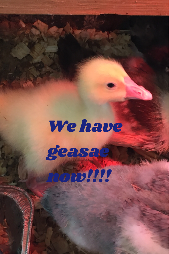 We have geasae now!!!!