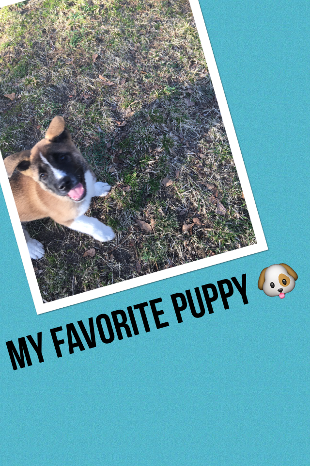 My favorite puppy 🐶