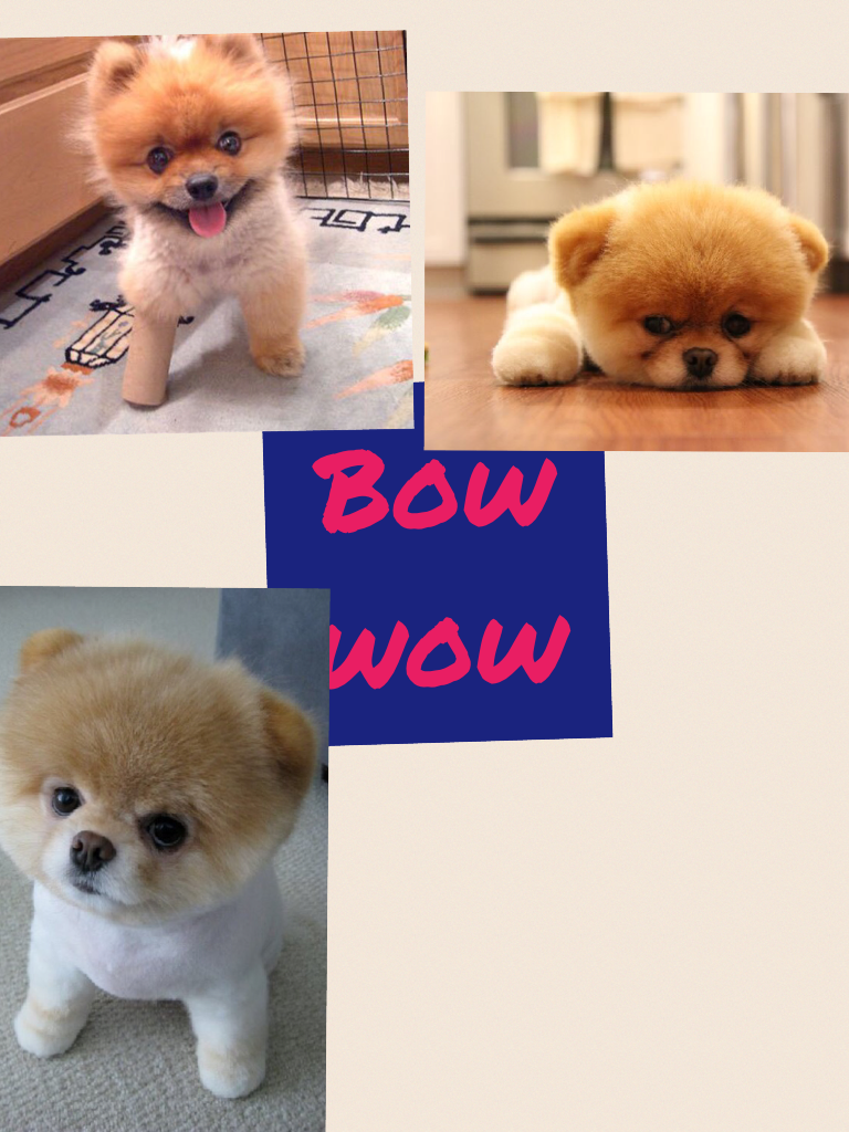 Bow wow 
Cute dogs
