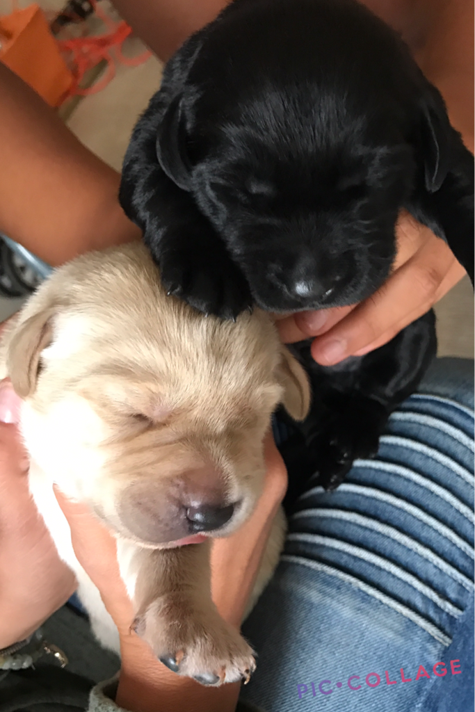 🐶tap🐶
Hey what's up? These are our friends puppies. They are 12 days old. Aren't they the cutest things you ever saw?? 
We are thinking of getting a black one. They will be ready in FEBRUARY!! That is SOOO far away. I'm still excited tho. 🐶🐶