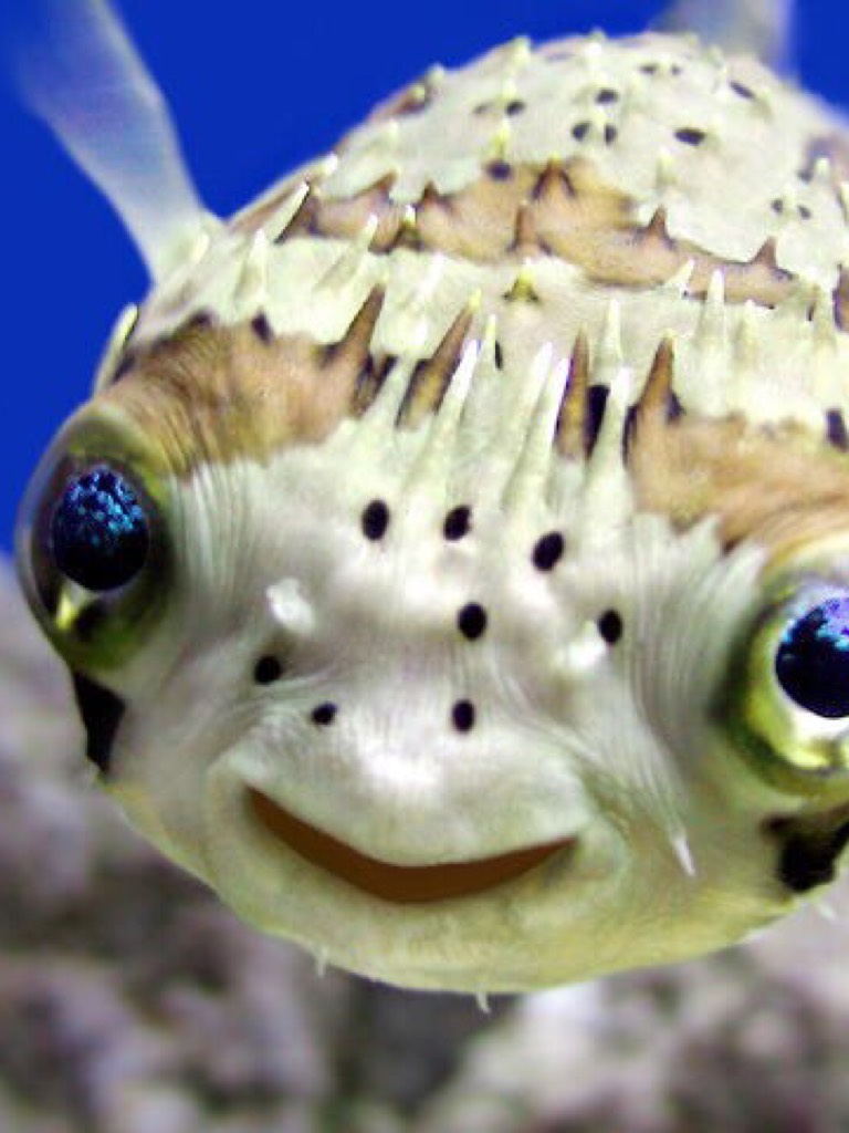 The puffer fish is cute but creepy all at the same time