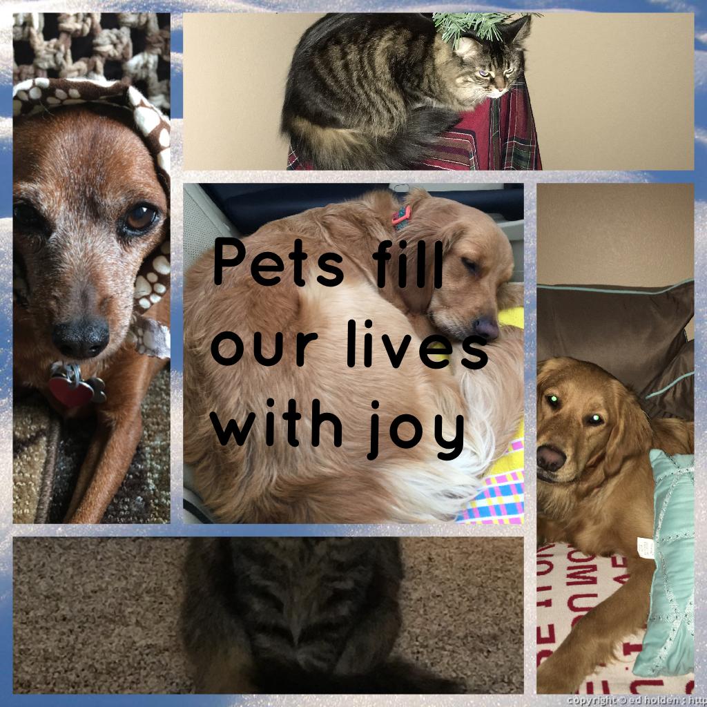 Pets fill our lives with joy