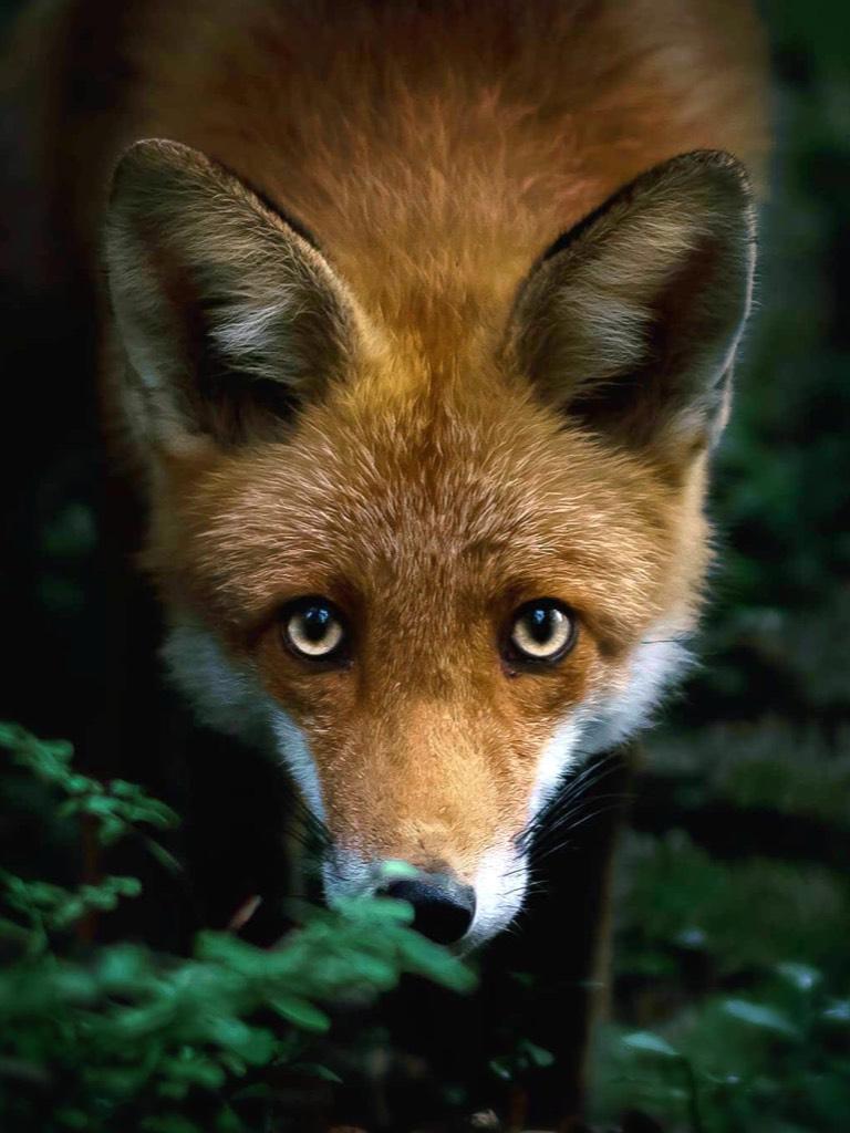 Beautiful fox photography!