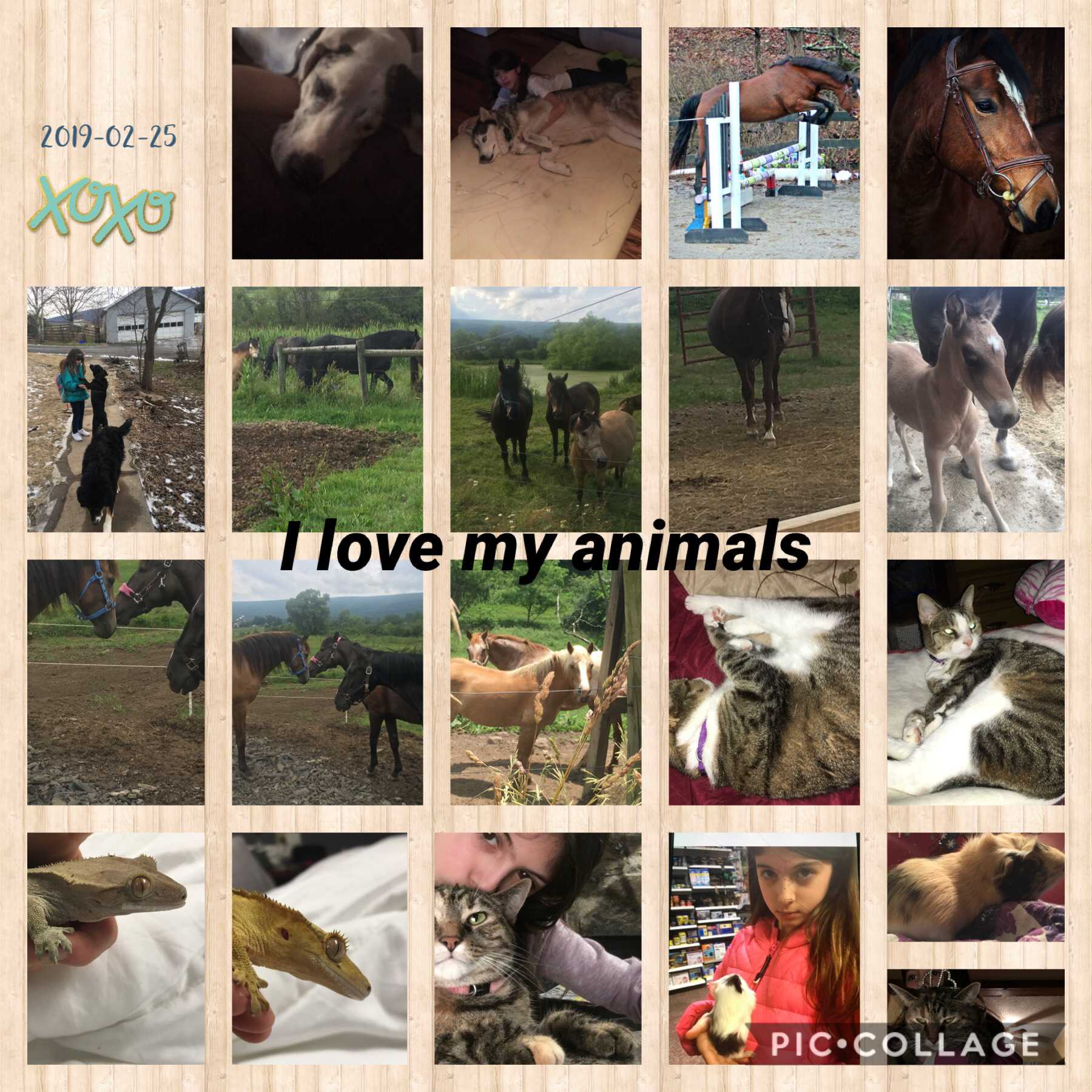 My animals are amazing and awesome and lovable