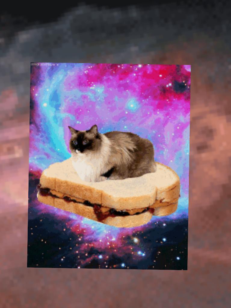 Kitty on a sandwich in space?