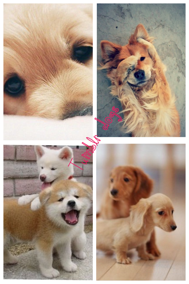 Tumblr dogs, they are so cute tell me the cutest thing