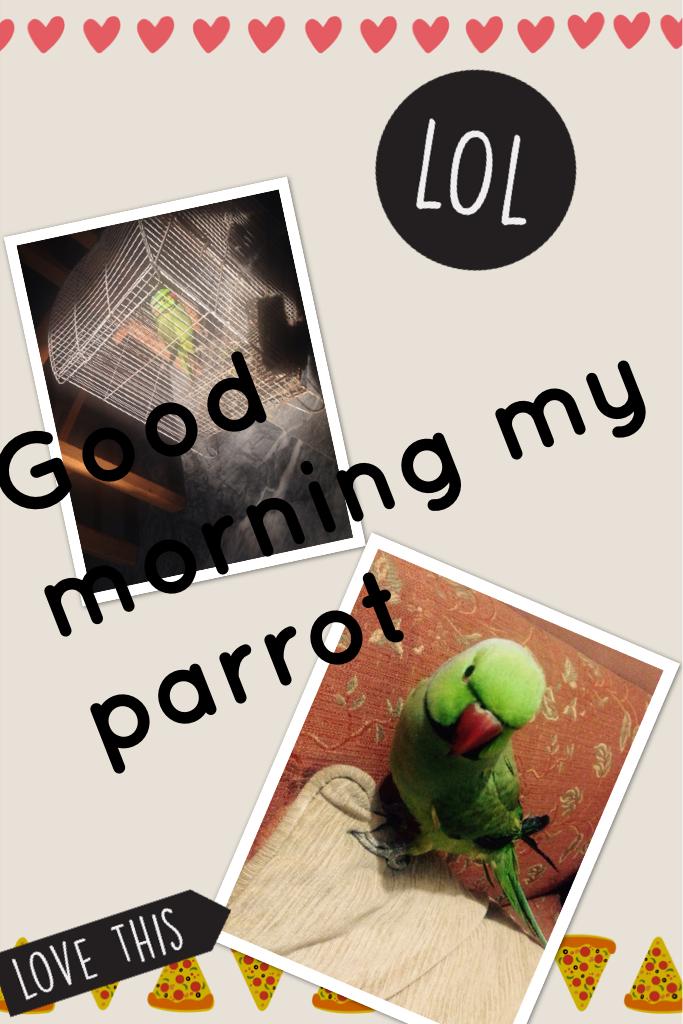 Good morning my parrot
