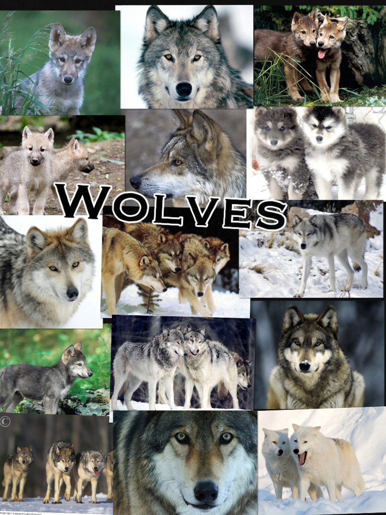 Like if you like wolves!