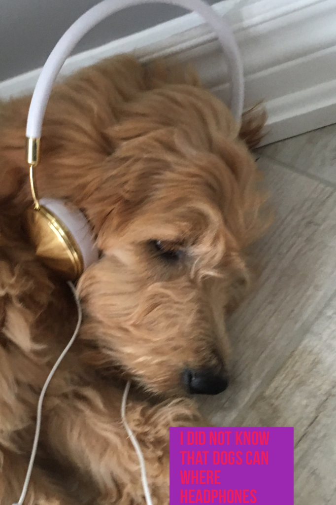 I did not know that dogs can where
Headphones