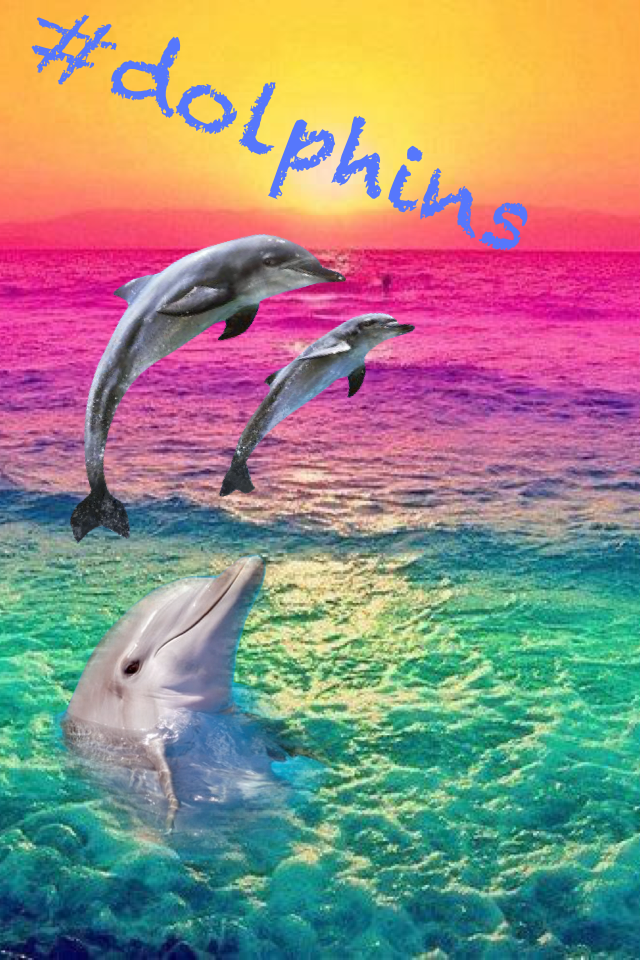 #dolphins