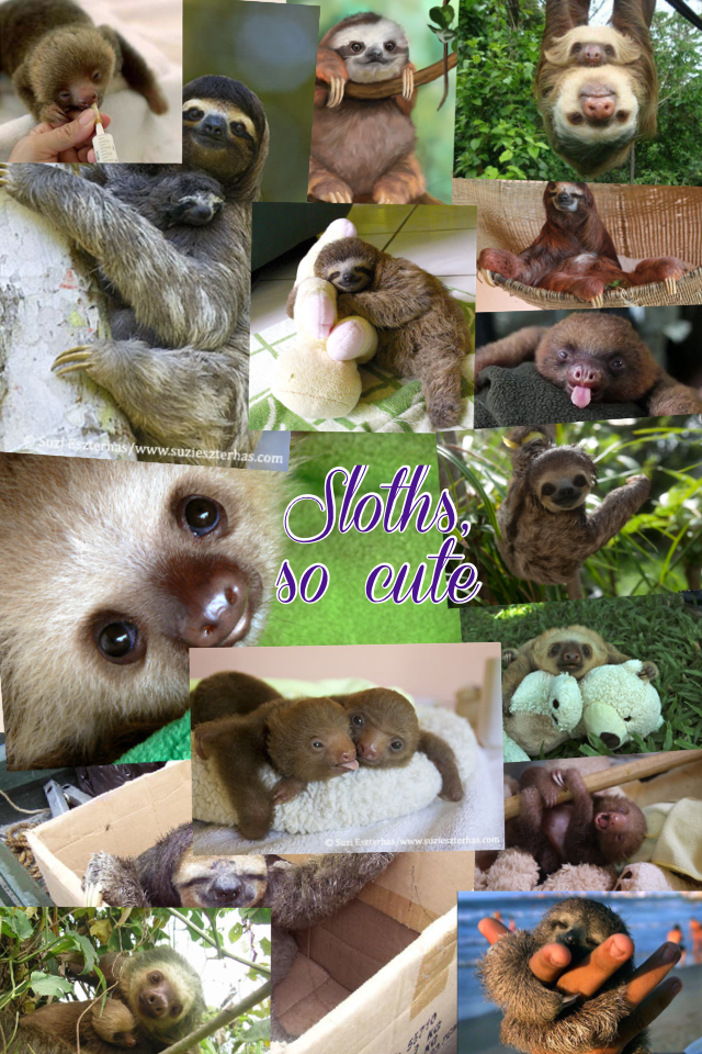 Sloths, so cute