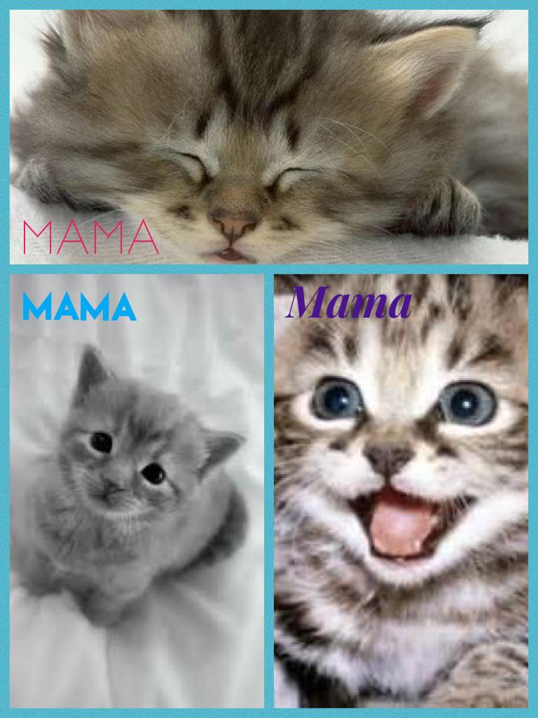 Mama  awesome kitty's 
