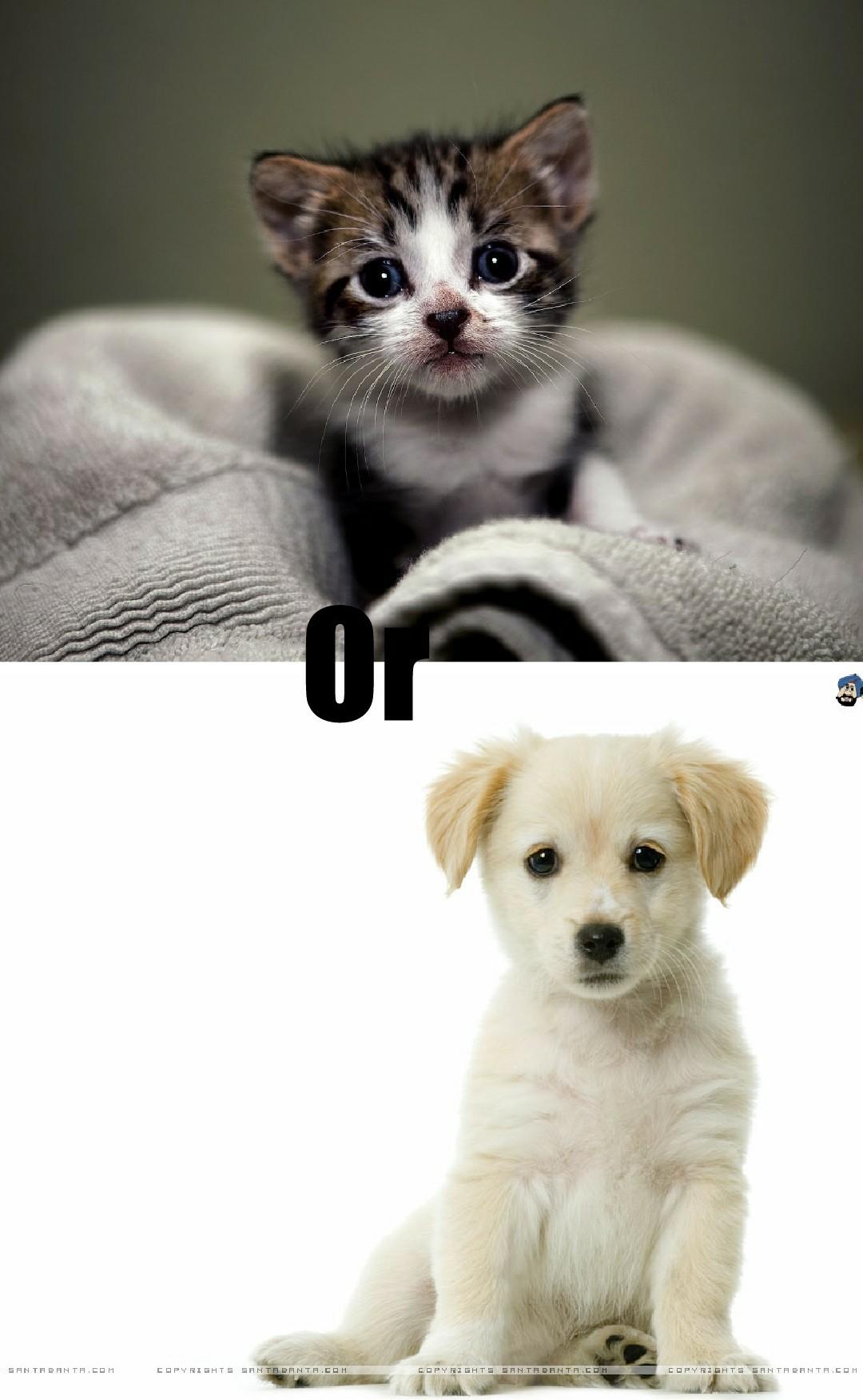 which one kitten or puppy😜❤