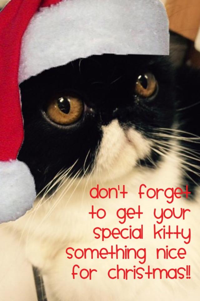 Don't forget to get your special kitty something nice for Christmas!!