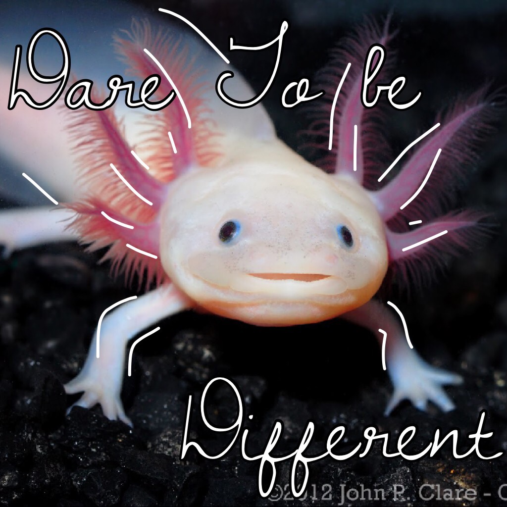 Cute little axolotl!!