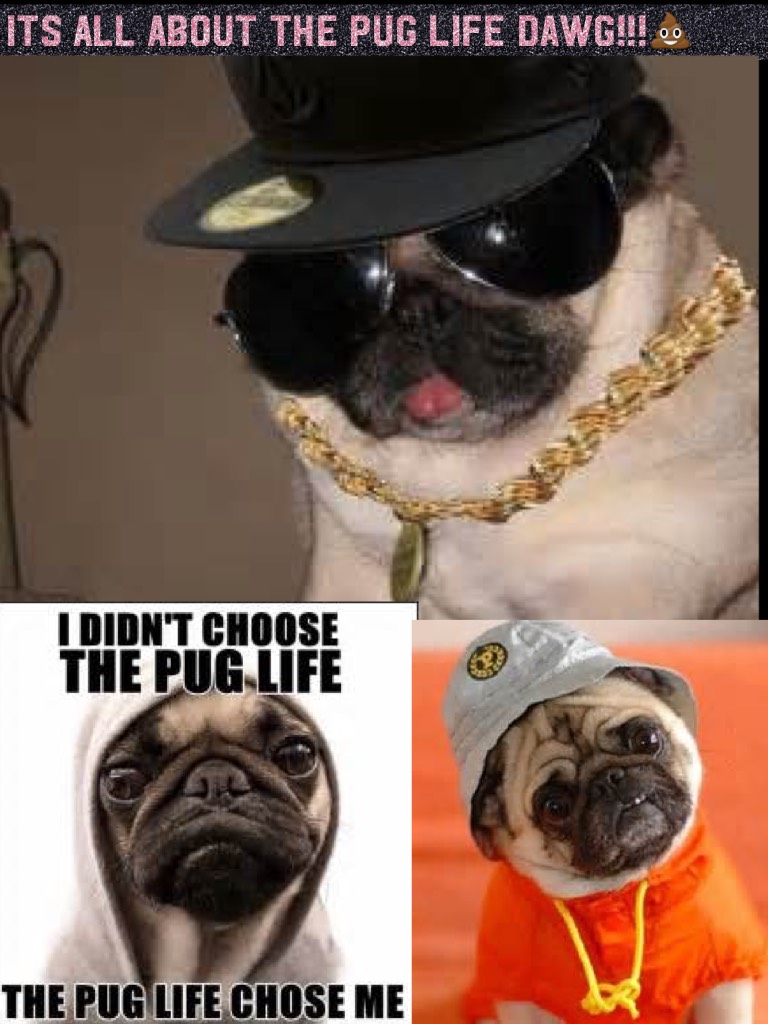 ITS ALL ABOUT THE PUG LIFE Dawg!!!💩