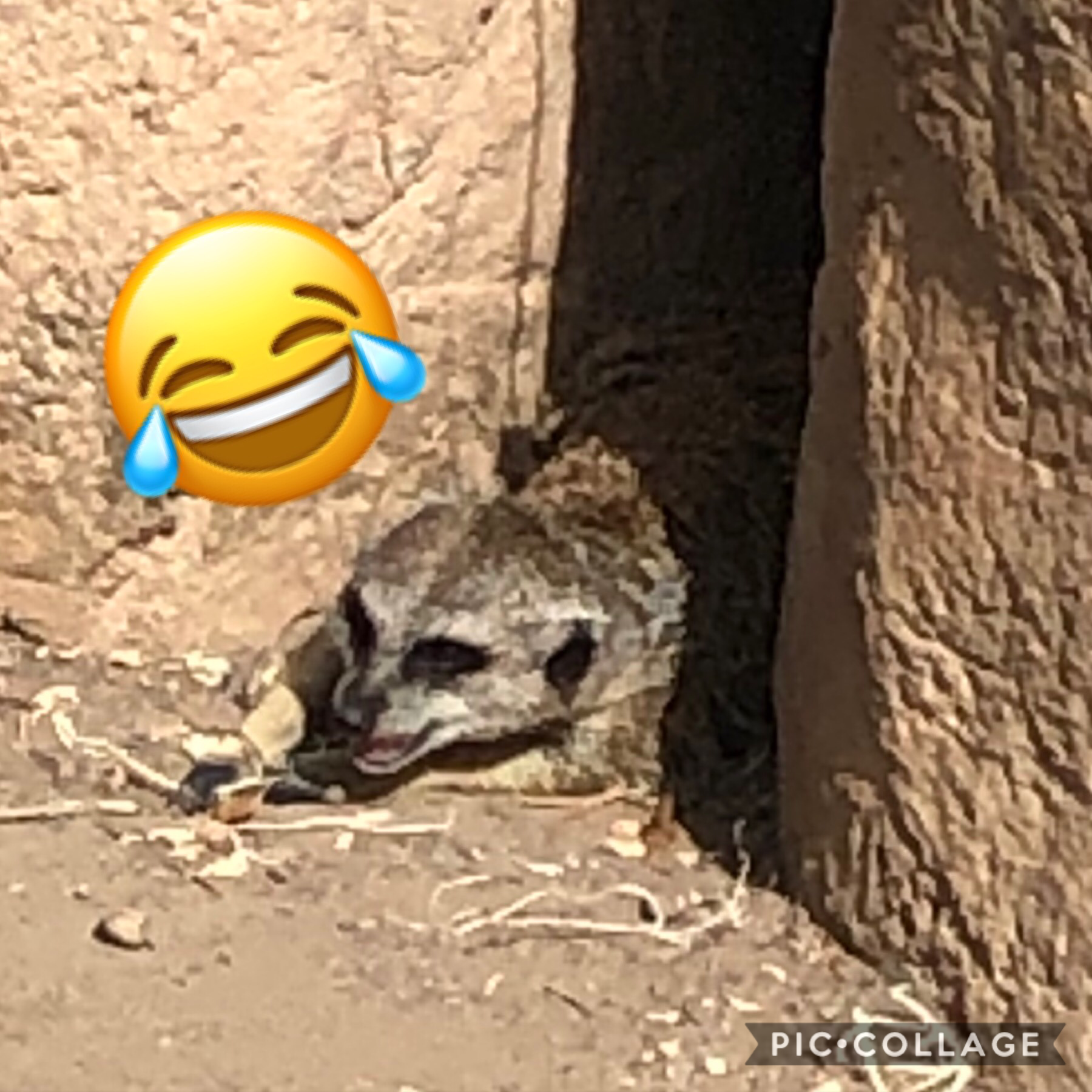 😂Tap😂
A meerkat we saw at the zoo yesterday 