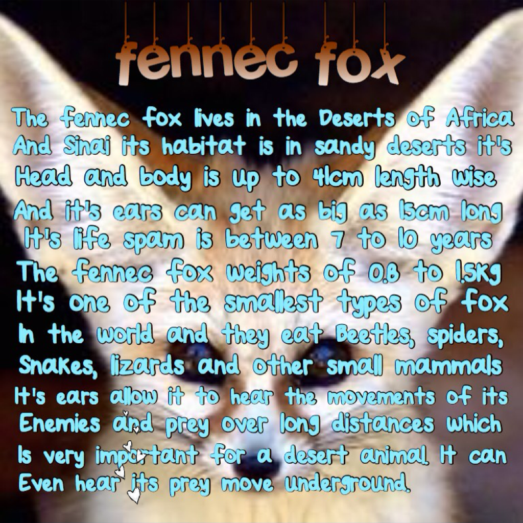 The fennec fox 