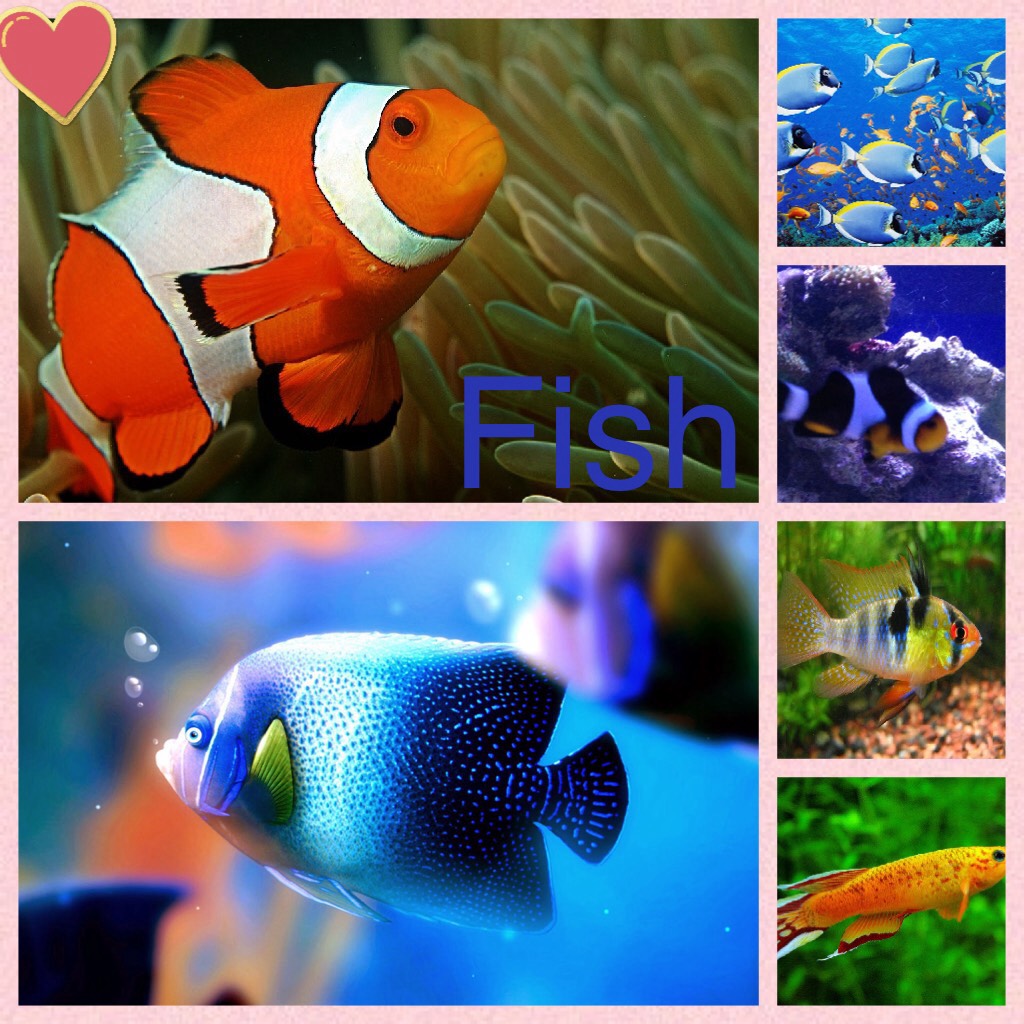I love fish go follow taytay6617