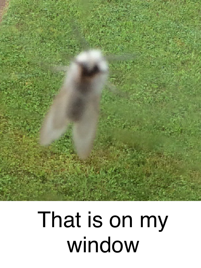 That is on my window