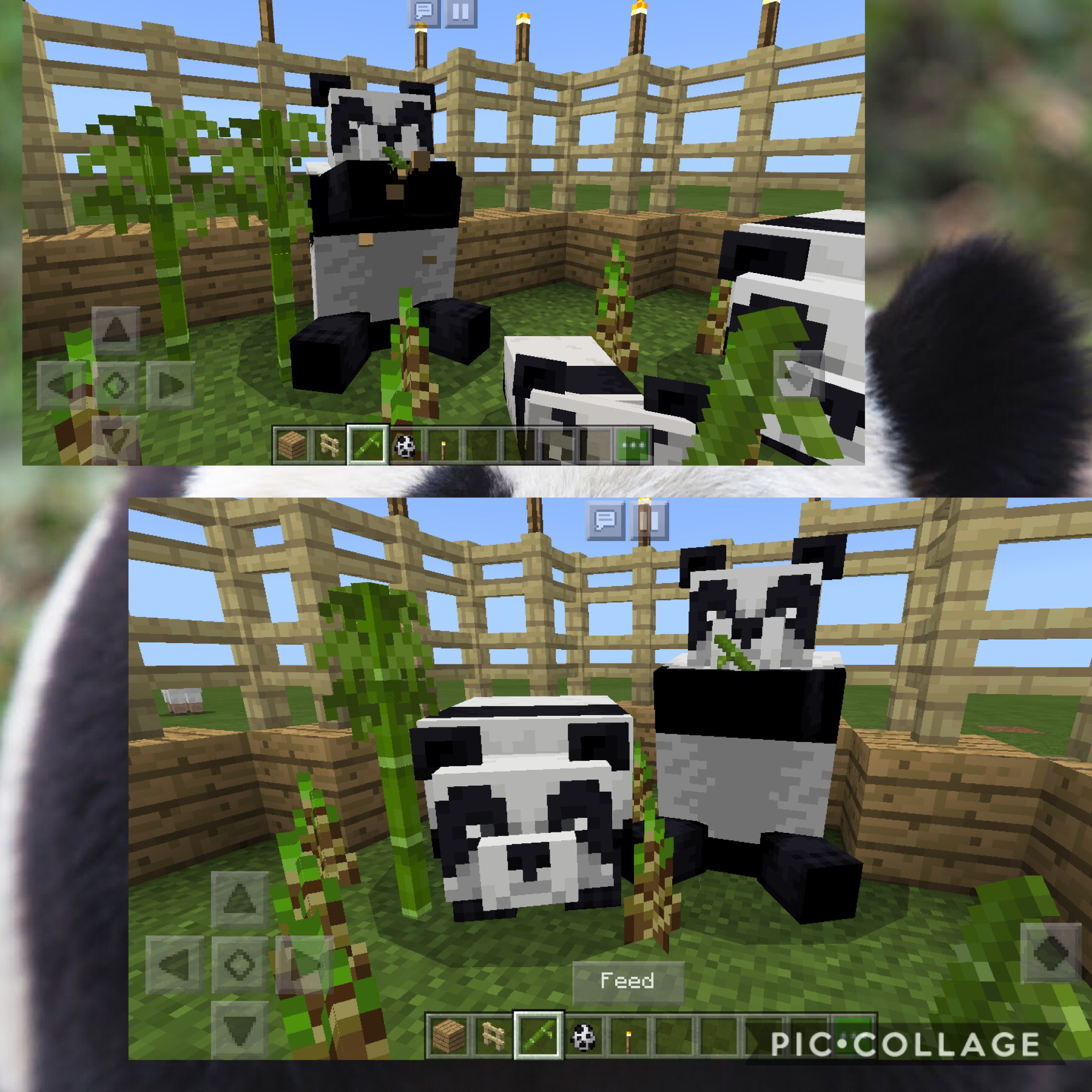 Awwww look what happens when I feed the pandas in Minecraft they just gotta new update with different cats and the ocelots have collars and yea go see for urself :)