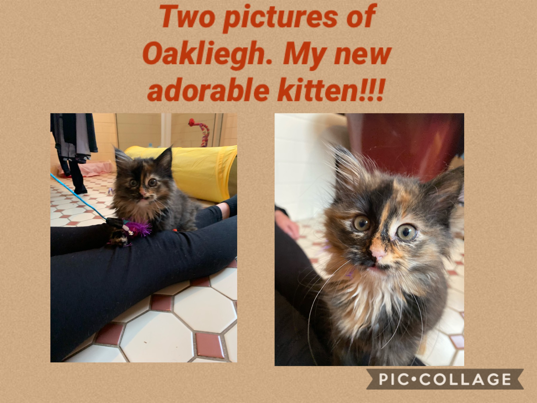 My new kitten Oakliegh!!!!!!!