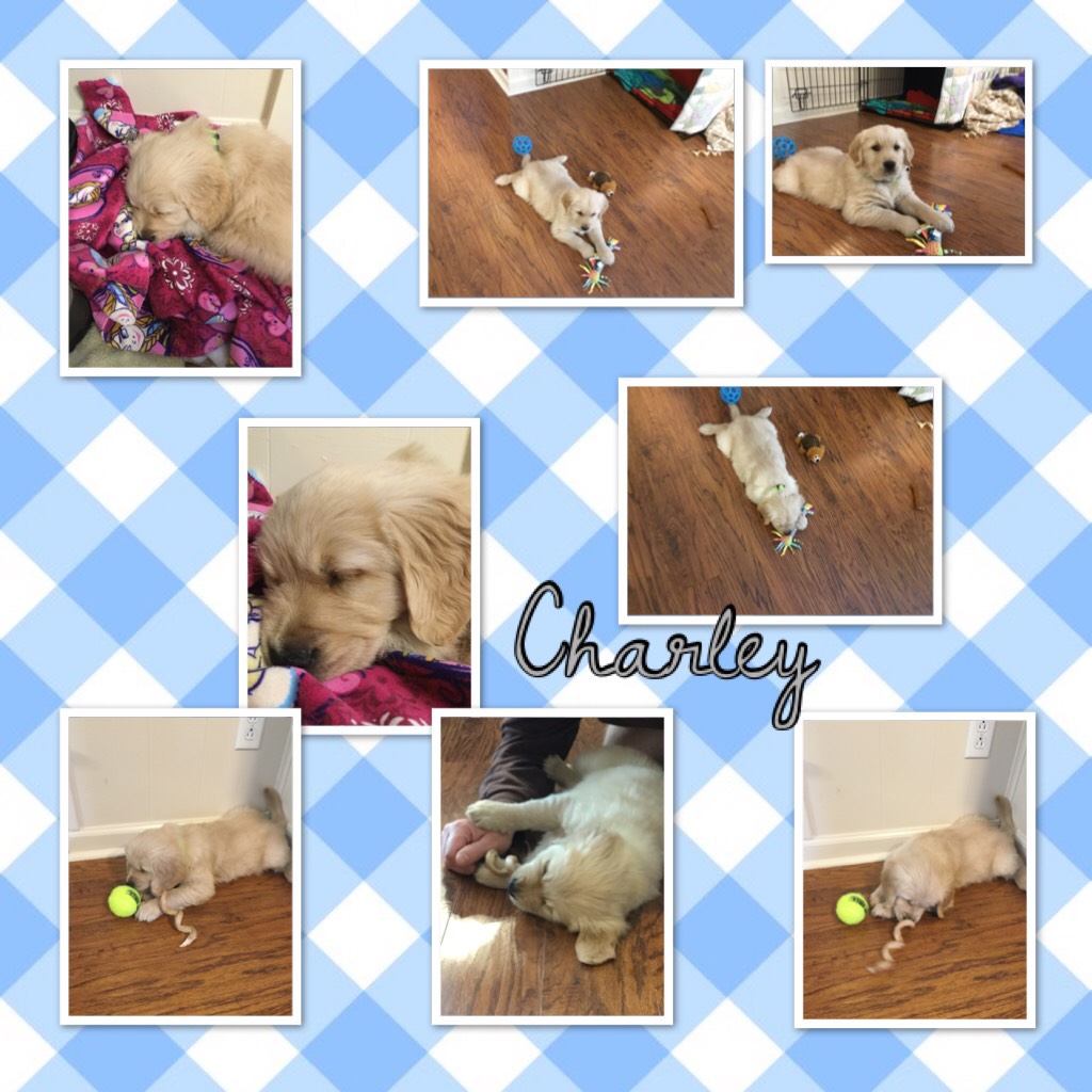 Charley is now 15 weeks!!! He’s growing up so fast. 