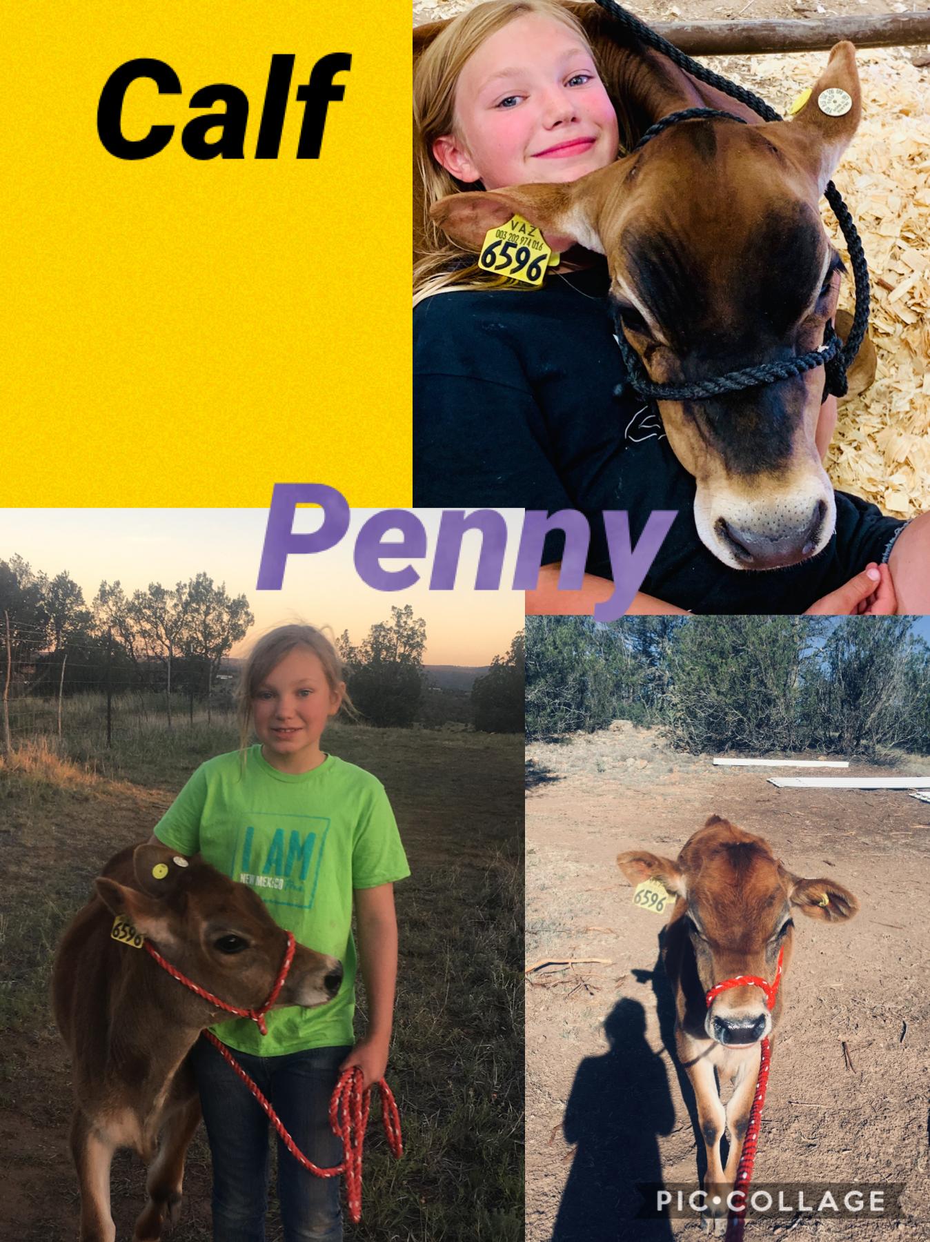 Penny 😭😭😭😭😭😭 Calf!!!