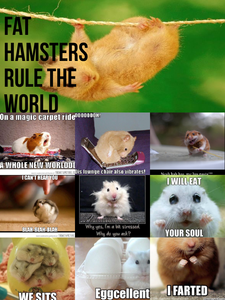 Hamsters 