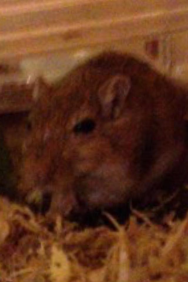 My hamster 