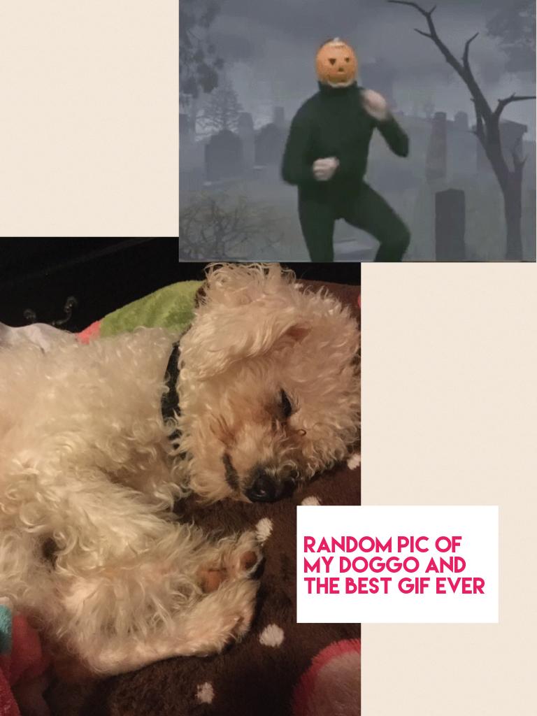 Random pic of my doggo and the best gif ever