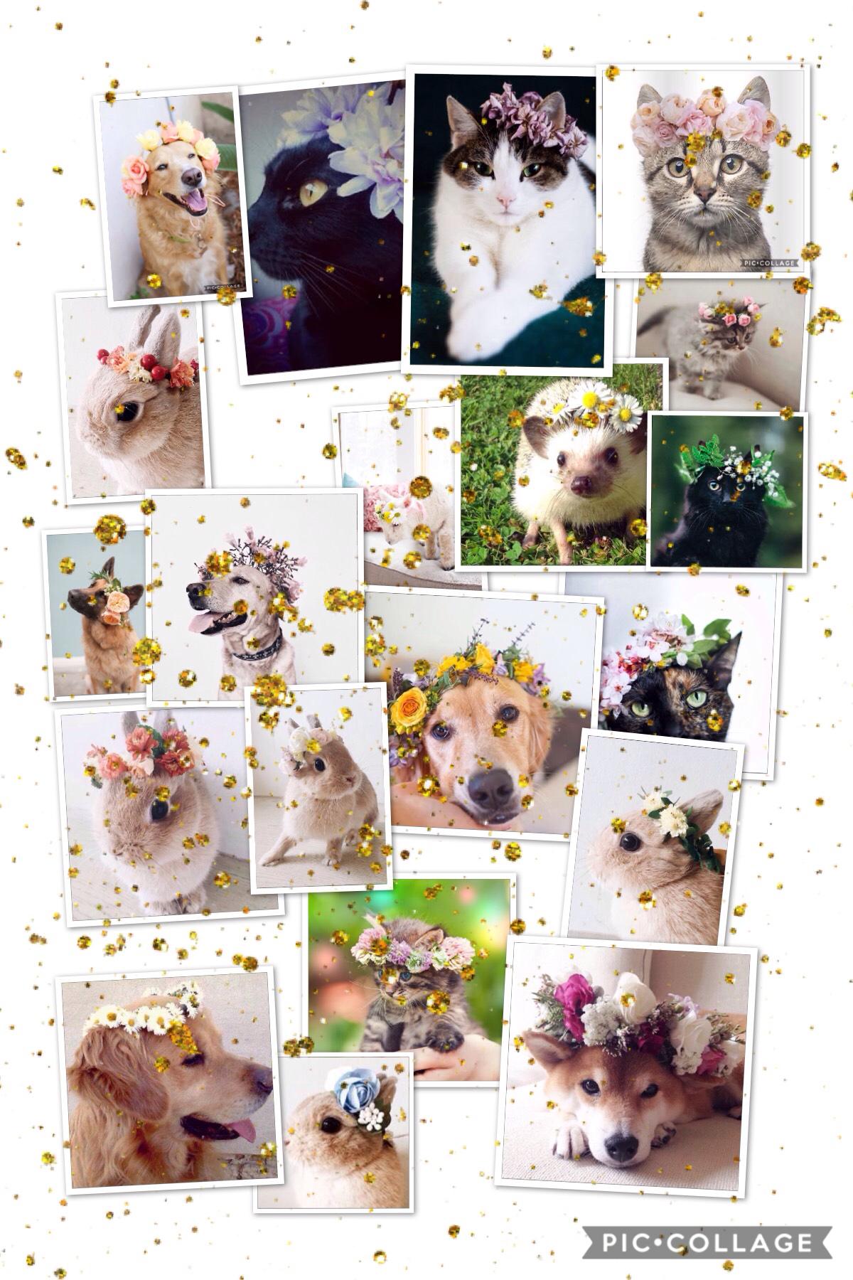 Go follow flowercrowns-on-animals! The pics that are posted are gorgeous! These are just a few of them! FYI, I will have a contest on my extras page... be sure to join when it comes out!