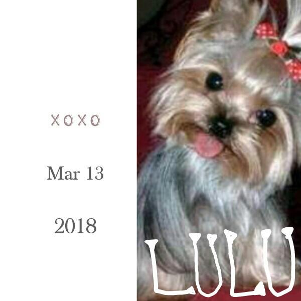 THIS IS LULU. SHE'S MY DOG. THERE IS SOME PICTURES OF HER ON GOOGLE.
