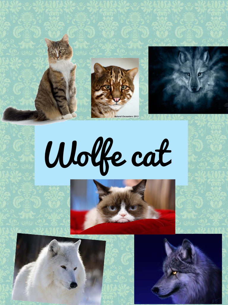 Wolfycat follow me 