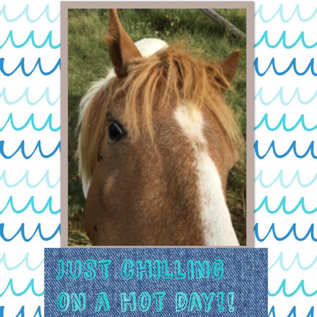 Just chilling on a hot day!! # ponies rock!