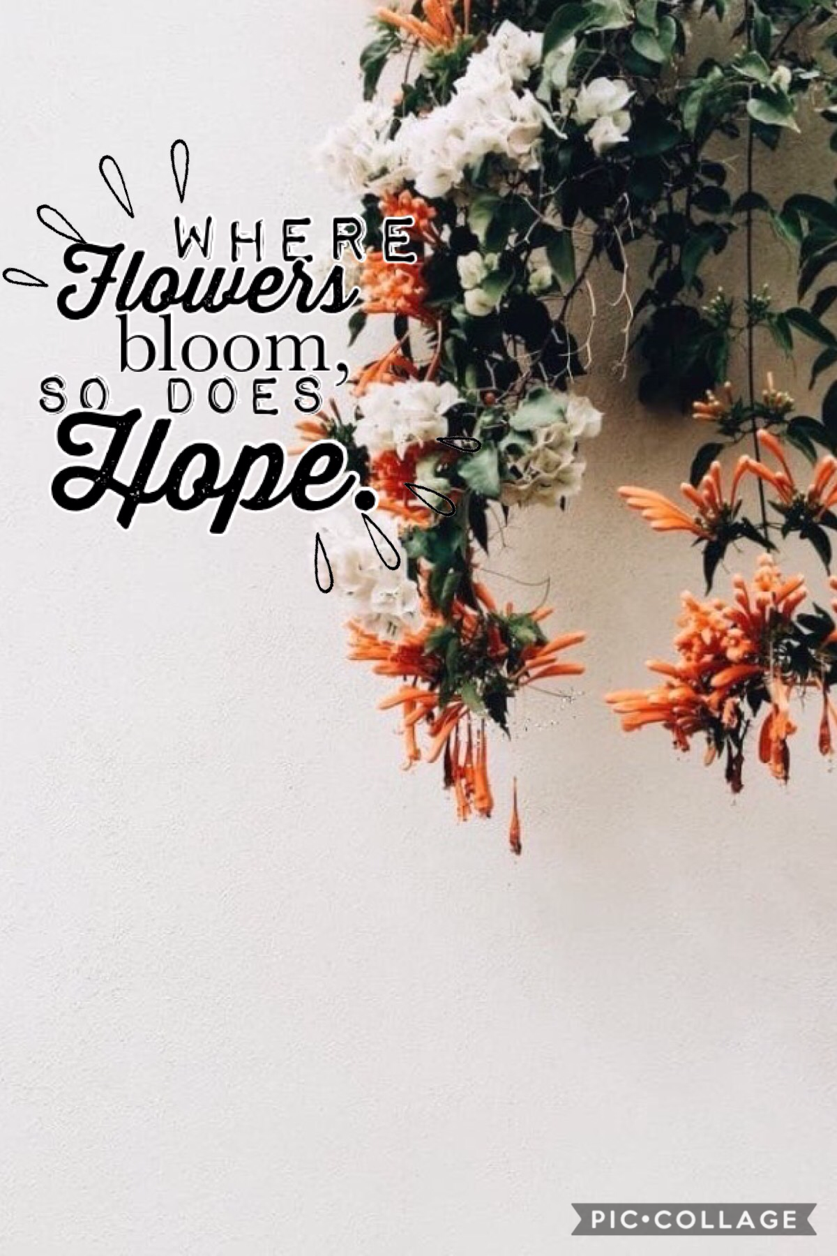 🌸where flowers bloom, so does hope🌸