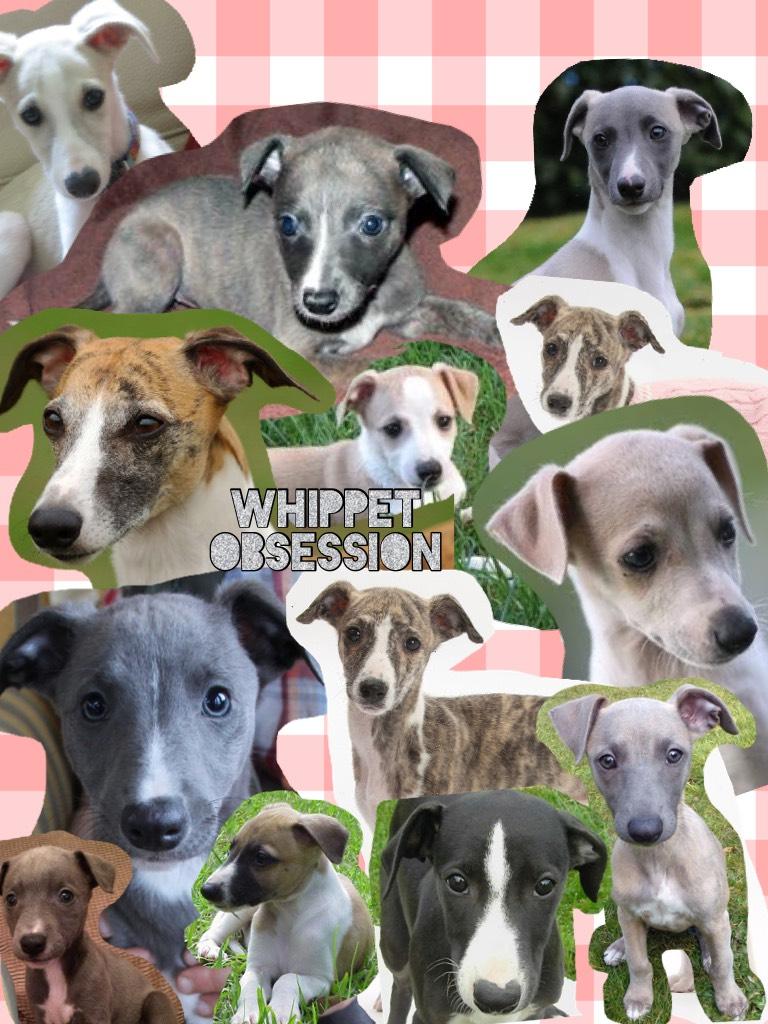 Whippet Obsession|Please Like, Follow and Share