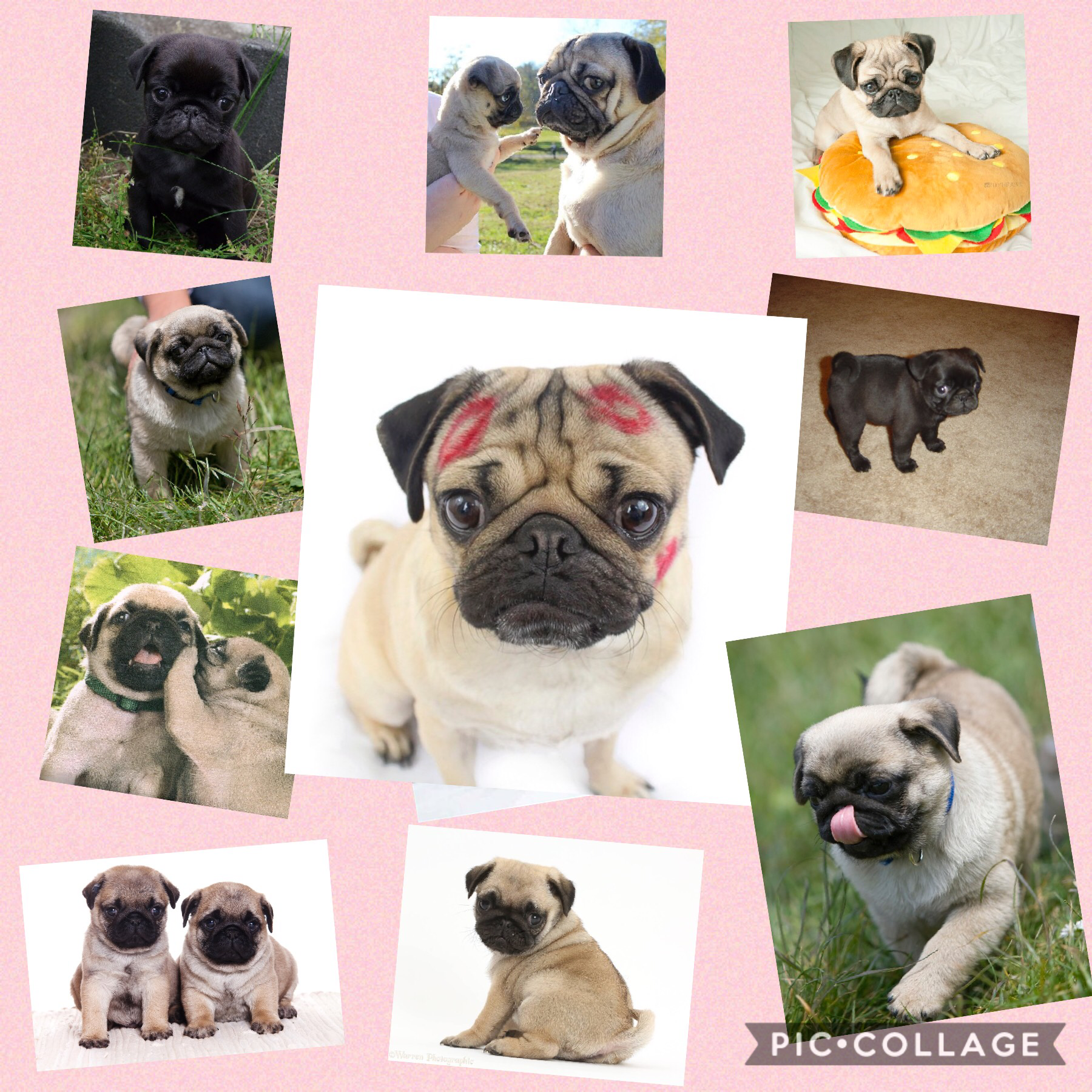 Follow if you luv pugs 