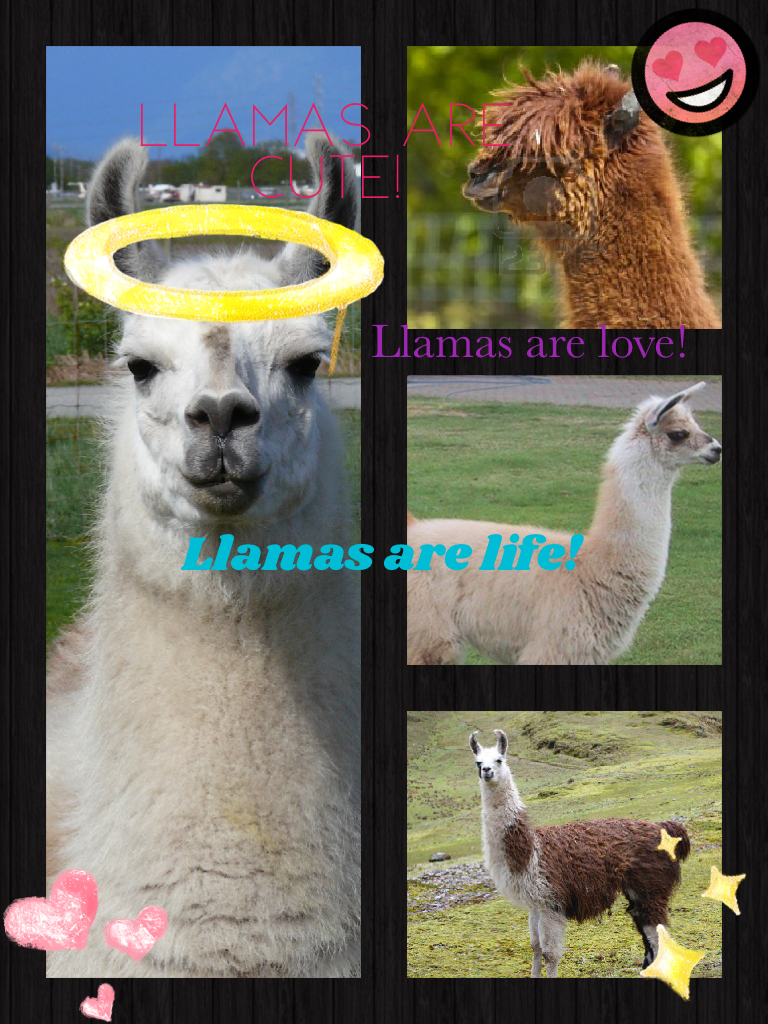 For the llama lovers