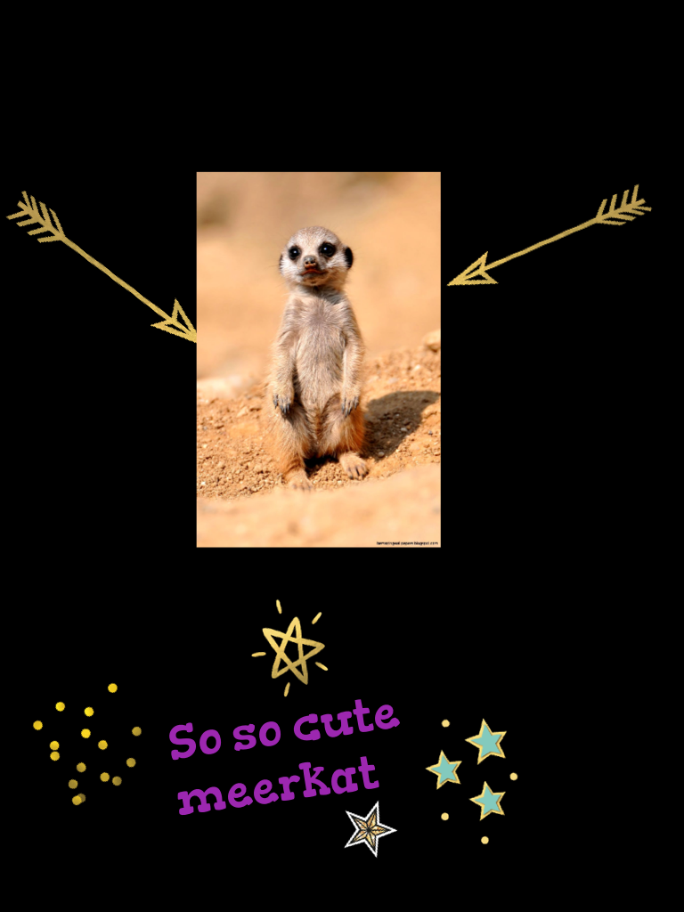 So so cute meerkat