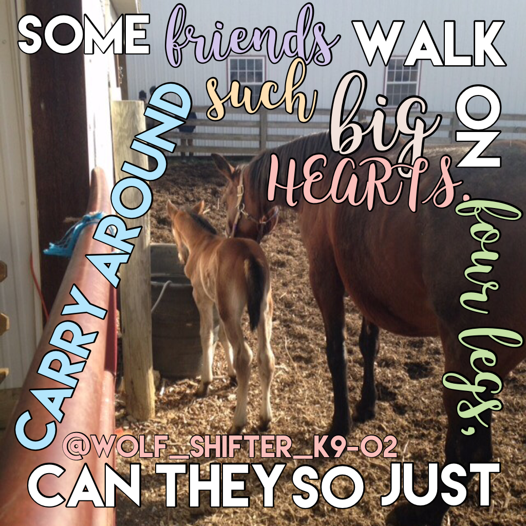"Some friends walk on four legs just so they can carry around such big hearts." ❤️💗 
Isadora and Candy from DEF Horse Rescue again!! 🐴🐎
I did change the quote just a littleee bittt... but I like it better now so 😁 
I'm in school after we didn't get a dela