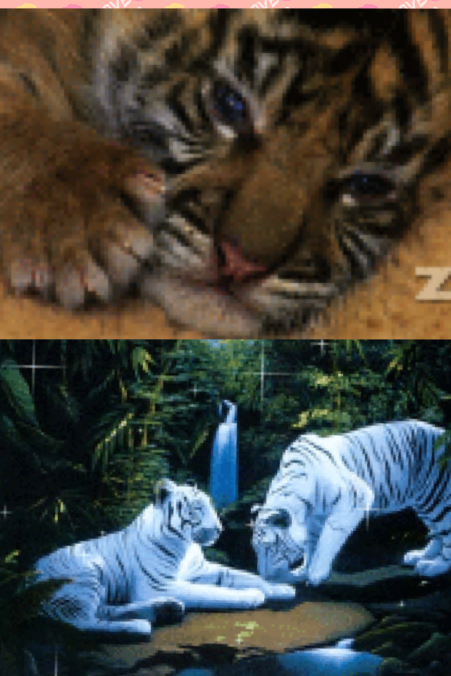 Tiger baby